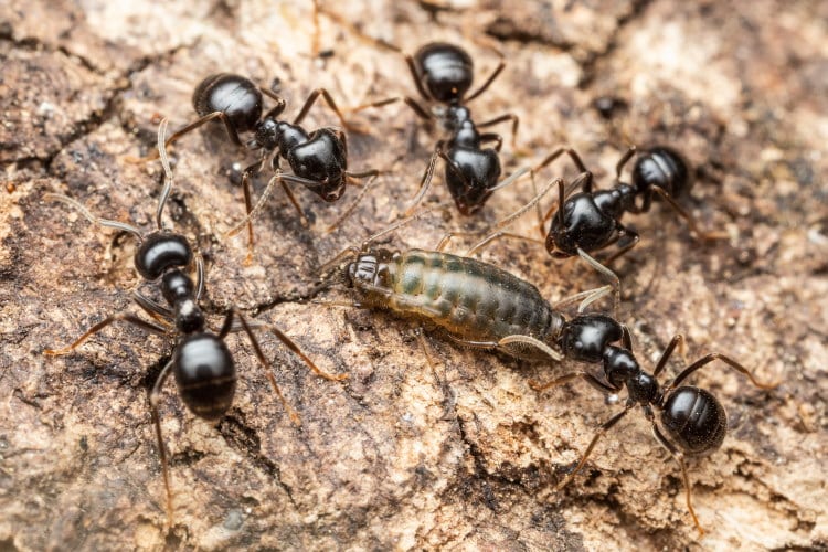 ants herding aphids