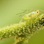 Aphids 101: The Small, Green World Of Family Aphidoidea