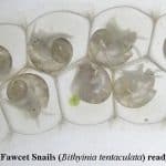 Gastropod Life Cycles 101: From Trochophore To Veliger Larva & Beyond