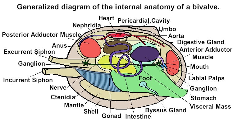 bivalve anatomy diagram internal