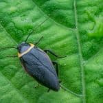 Blattodea 101: Your Guide To The Humble, Misunderstood Cockroach