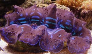 A beautiful Bivalve, the Blue Maxima Clam - Showing the combined siphon clearly.