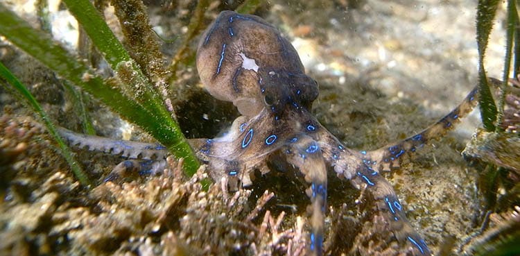 Cephalopoda Hapalochlaena maculosa.