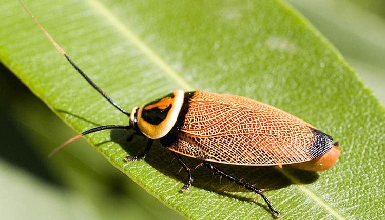 Australian Bush Cockroach