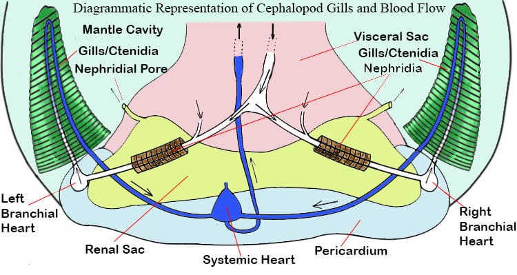 Diagrammatic Representation of Cephalopod Gills and Blood Flow