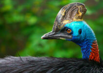 Cassowary Bird: Animal Fact File (The Most Dangerous Bird in The World?)