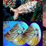 Cephalopoda: Records & Facts About These "Head Footed" Wonders