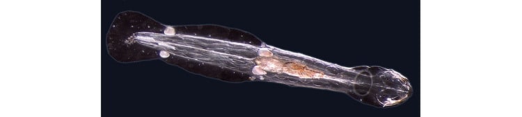 Phylum Chaetognatha (The Arrow Worms)