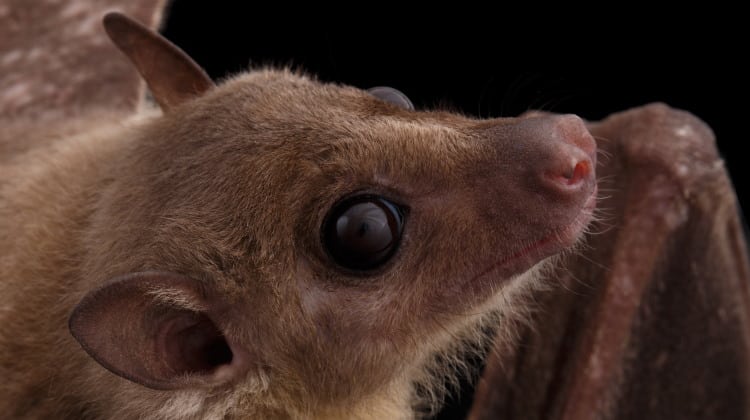 Chiroptera: Welcome To The Wonderful World Of Bats