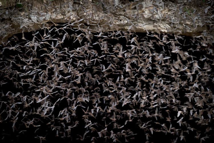 free tailed bat cave