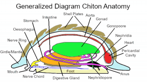 chiton internal anatomy diagram side view