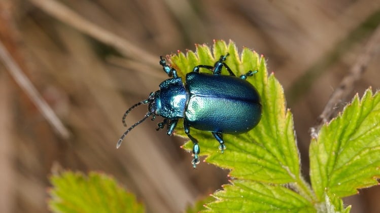 Oreina cacaliae, Coleoptera (Chrysomelidae) Beetle