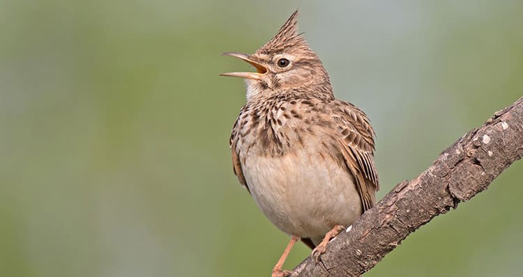 Bird Ears Explained: How Birds Hear