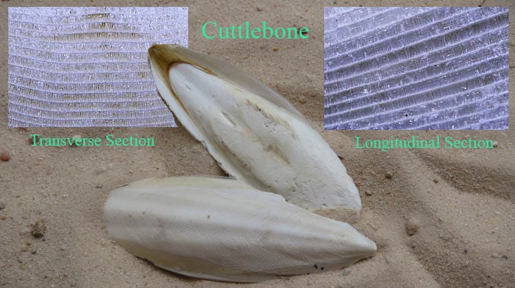 Photos of cuttlebone.