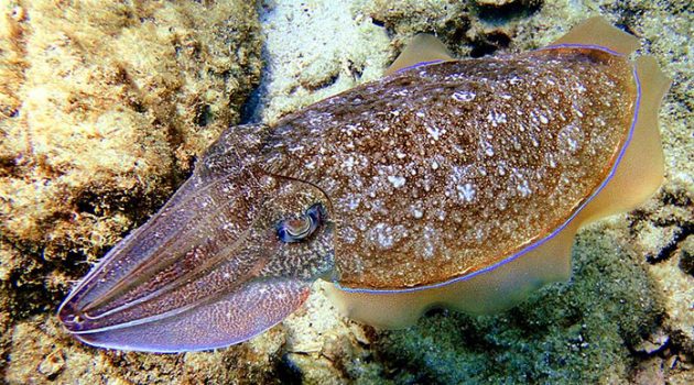 A Live Cuttlefish