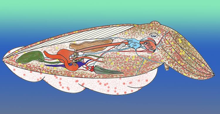 Cuttlefish Anatomy 101: A Look Inside