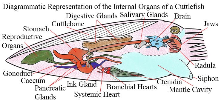 A diagrammatic representation of the internal organs of a cuttlefish.