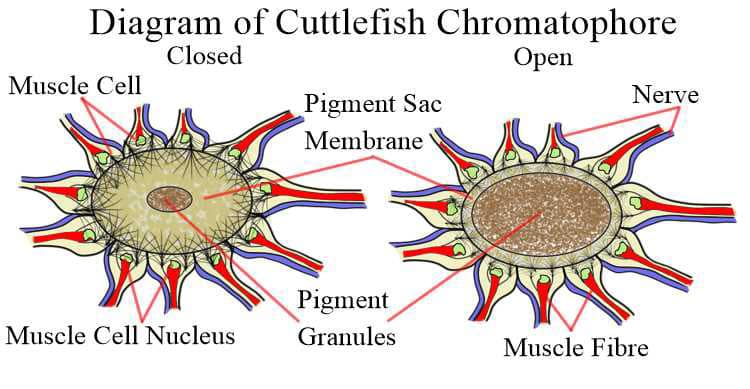 Diagram of a cuttlefish chromatophore.