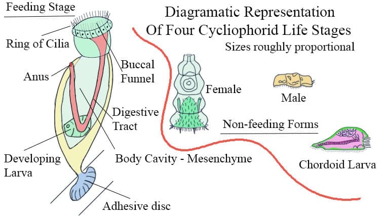 Diagram of four Cycliophoran life stages