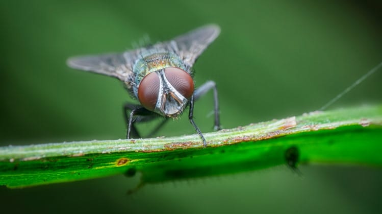 Cyclorrhapha house fly