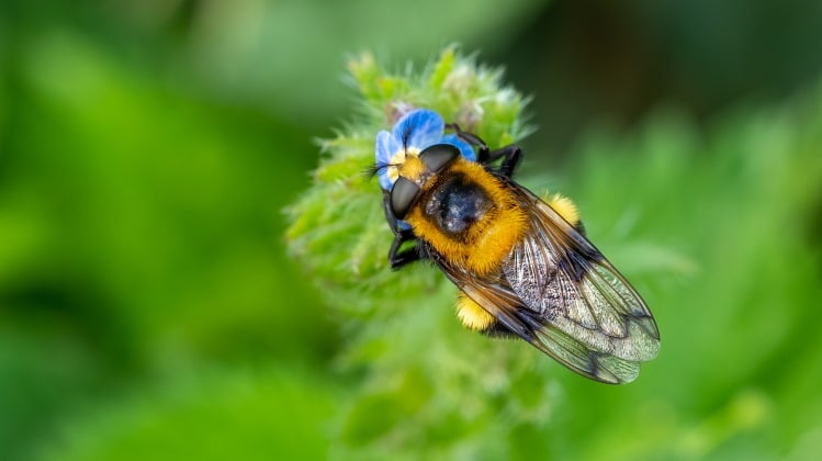 hover fly mimic