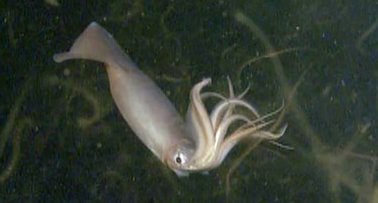 An image of a Humboldt Squid