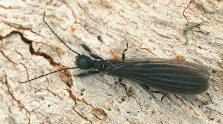 Embioptera adult