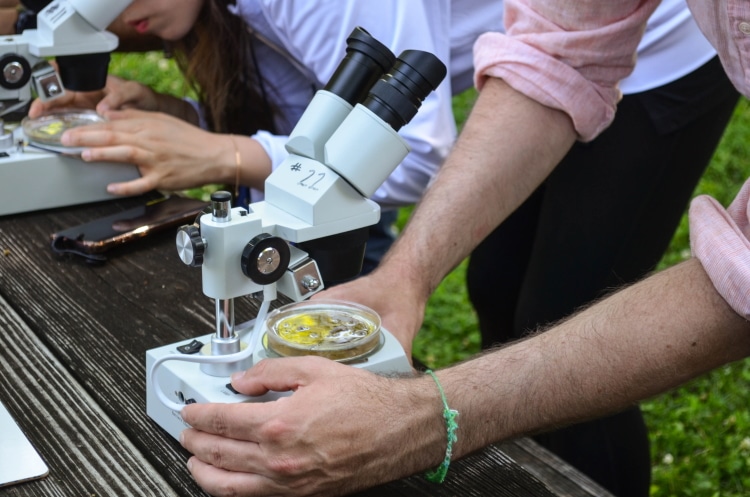 Best Stereo Microscopes for Studying Insects & More
