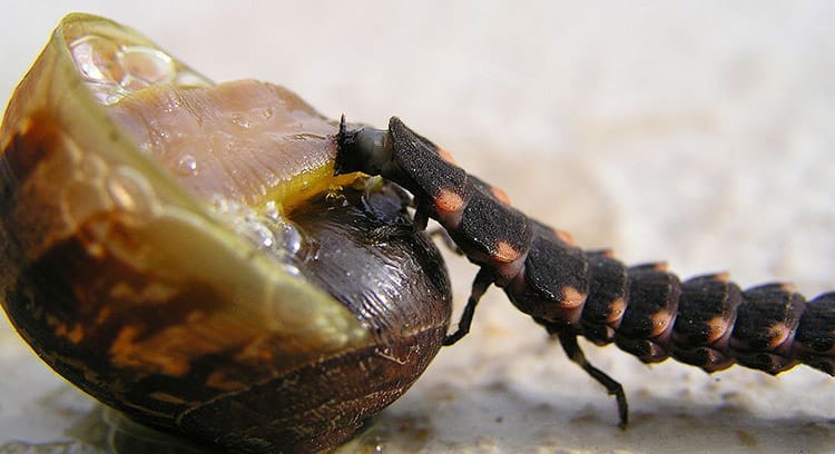 Gastropod Predators & Defenses: What Animals Eat Snails?