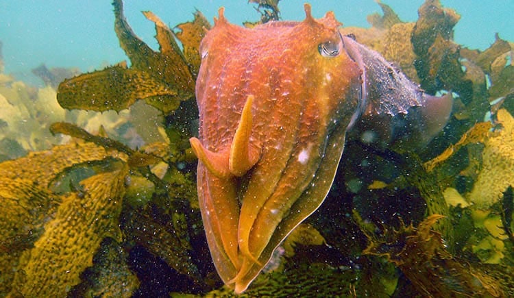 Cephalopod Giant Cuttlefish (Sepia apama)