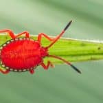 Hemiptera: The Hugely Successful World Of The "True Bugs"
