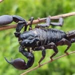 Scorpions 101: Fascinating But Deadly World Of Family Scorpionidae
