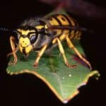 Hymenoptera: Ants, Bees, Wasps and Ichnuemonids