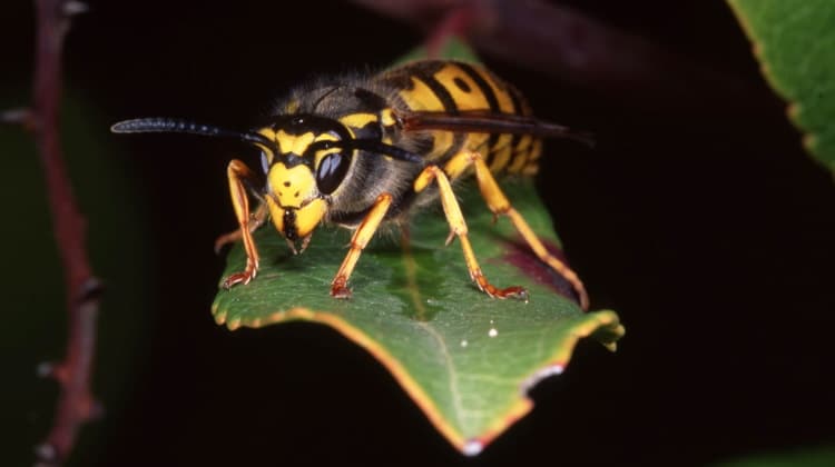 Hymenoptera: Ants, Bees, Wasps and Ichnuemonids
