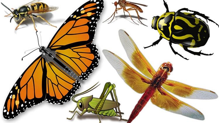 Insects Types of