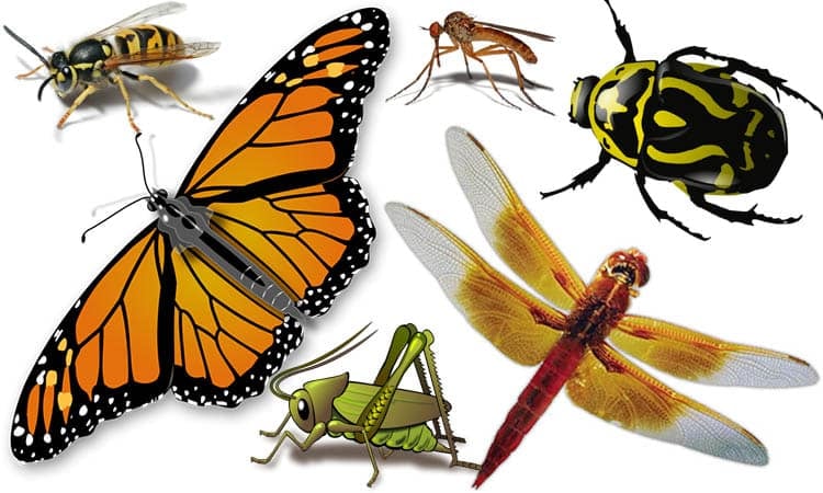 Key to the Orders of Insects:- Insect Identification Key
