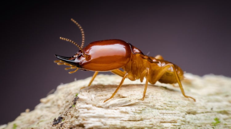 Isoptera 101: The Termite Life Cycle And Castes Explained