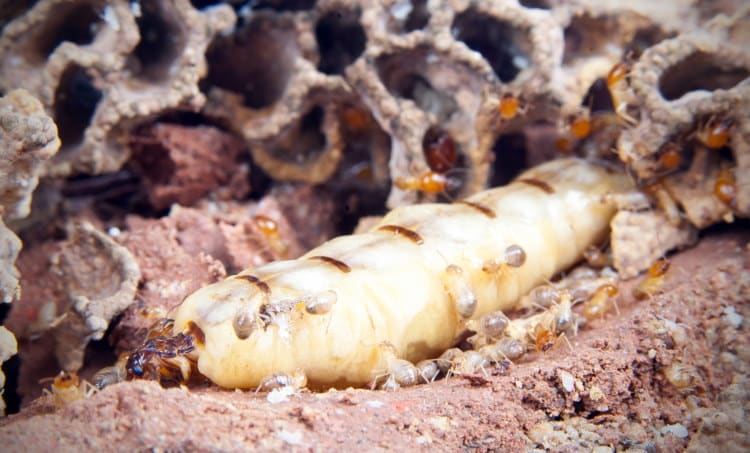 queen termite caste