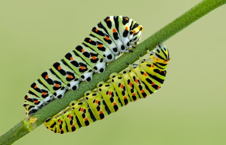 Lepidoptera Papilionidae larvae