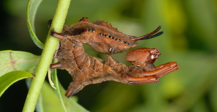 lobster moth larvae