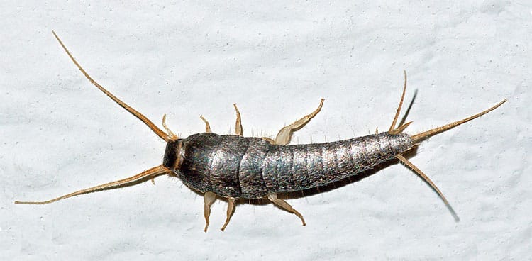Order Zygentoma: Silverfish – Ancients of the Insect World