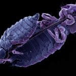 Psocodea: Mallophaga: The Parasitic World Of The Biting Lice
