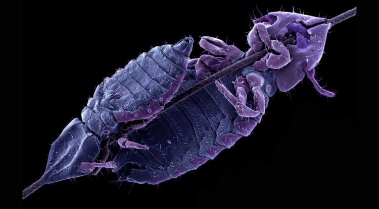 Psocodea: Mallophaga: The Parasitic World Of The Biting Lice