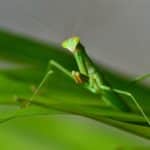 Mantodea: Fearsome & Violent Order Of The Praying Mantis