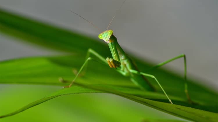 Mantodea: Fearsome & Violent Order Of The Praying Mantis