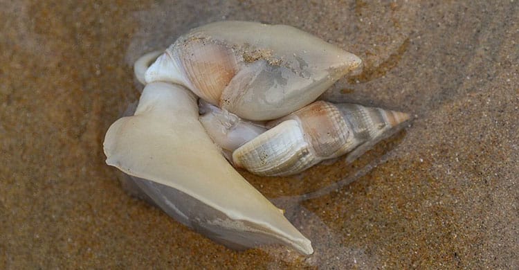 Marine Gastropod reproduction (snails)