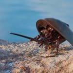 Merostomata: Evolution & Anatomy Of The Horseshoe Crab