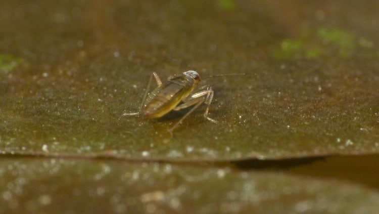 Mesoveliidae nymph