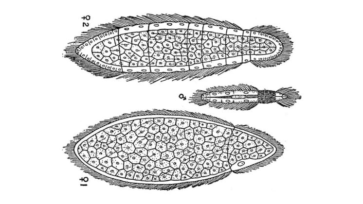 Mesozoa etching