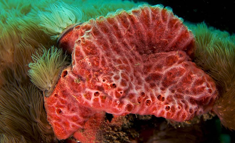 Porifera: Phylum Of The Almost Indestructible Sponges